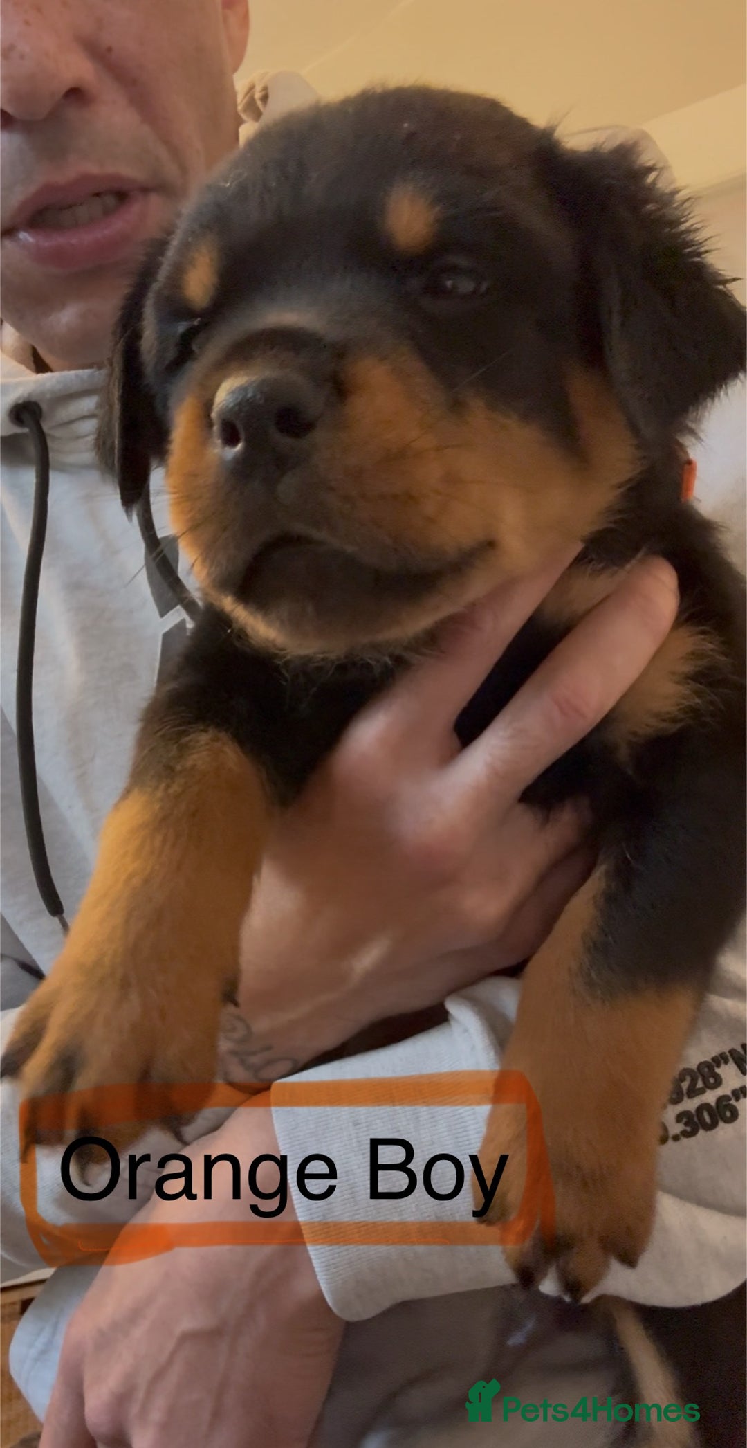 Rottweiler dogs for sale: Rottweiler one off Beautiful Litter - Image 3