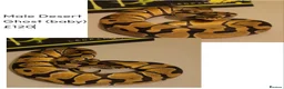 Python Snake reptiles for sale: Royal Pythons for rehoming from £10 - Advert 6