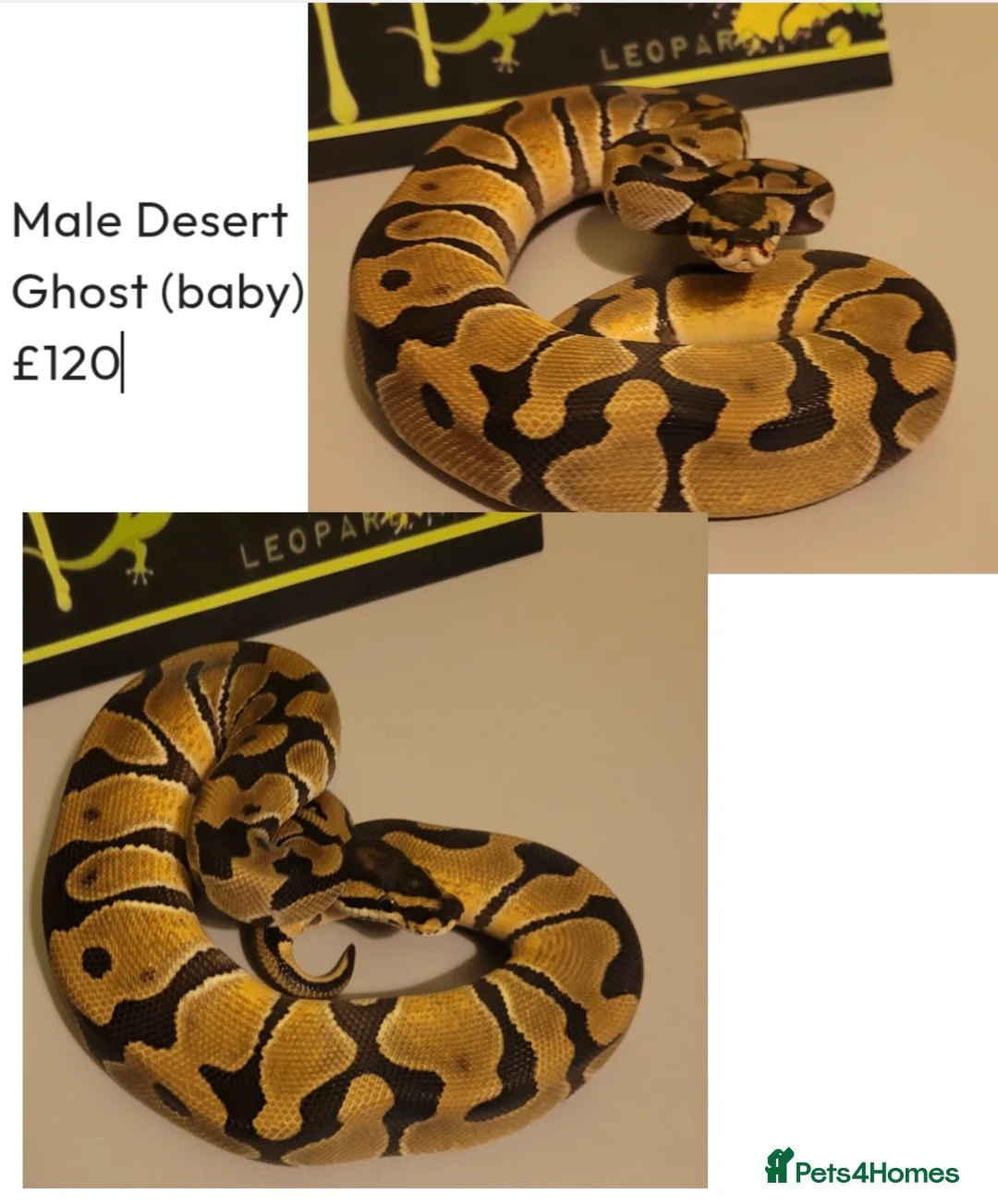 Python Snake reptiles for sale: Royal Pythons for rehoming from £10 - Advert 6