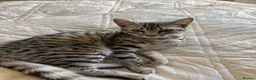 Egyptian Mau cats for sale: Adorable Silver Egyptian Mau Princess 💕 - Advert 4