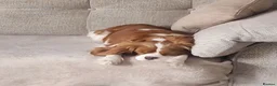 Cavalier King Charles Spaniel dogs for sale: Cookie - Advert 3
