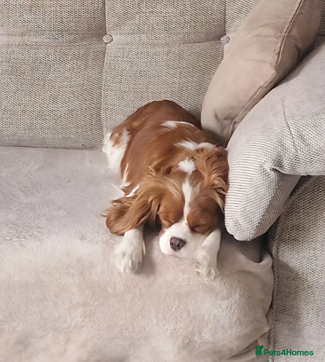 Cavalier King Charles Spaniel dogs for sale: Cookie - Advert 3