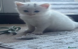 Norwegian Forest Cat cats for sale: Norwegian forest with Turkish Angora - Image 14