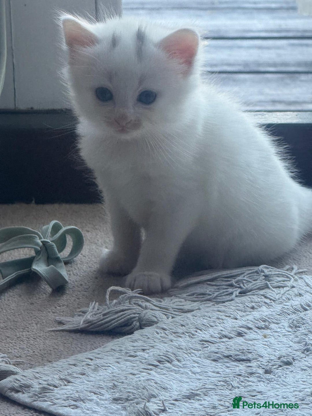 Norwegian Forest Cat cats for sale: Norwegian forest with Turkish Angora - Image 14