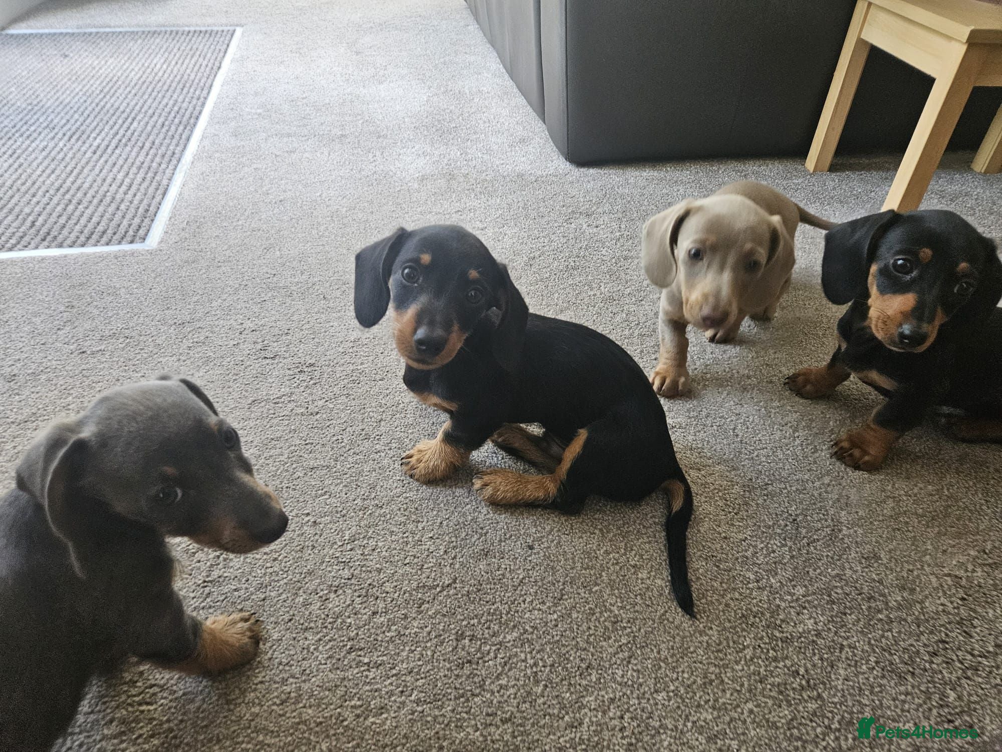 Dachshund dogs Ready Now!! - Miniature Dachshund Puppies - Advert 1