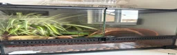 Gecko reptiles for sale: Crested gecko baby with bio active tank  - Advert 3