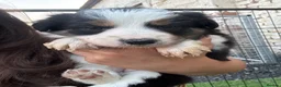 Border Collie dogs for sale: DNA CLEAR BORDER COLLIES  - Advert 9