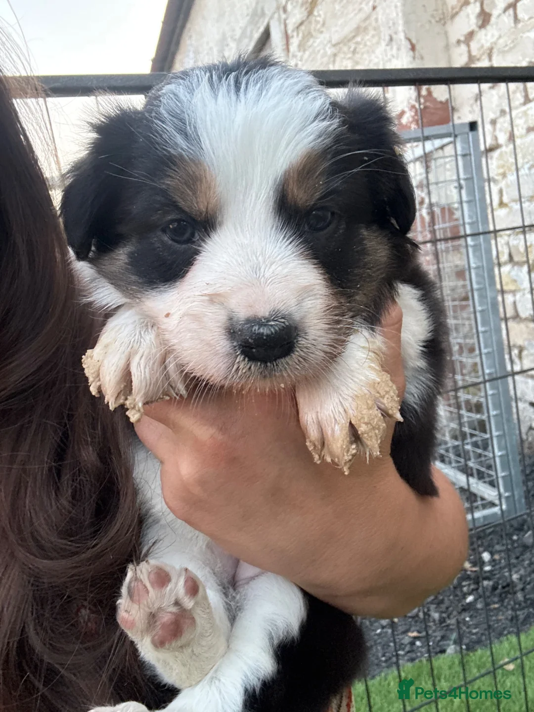 Border Collie dogs for sale: DNA CLEAR BORDER COLLIES  - Advert 9