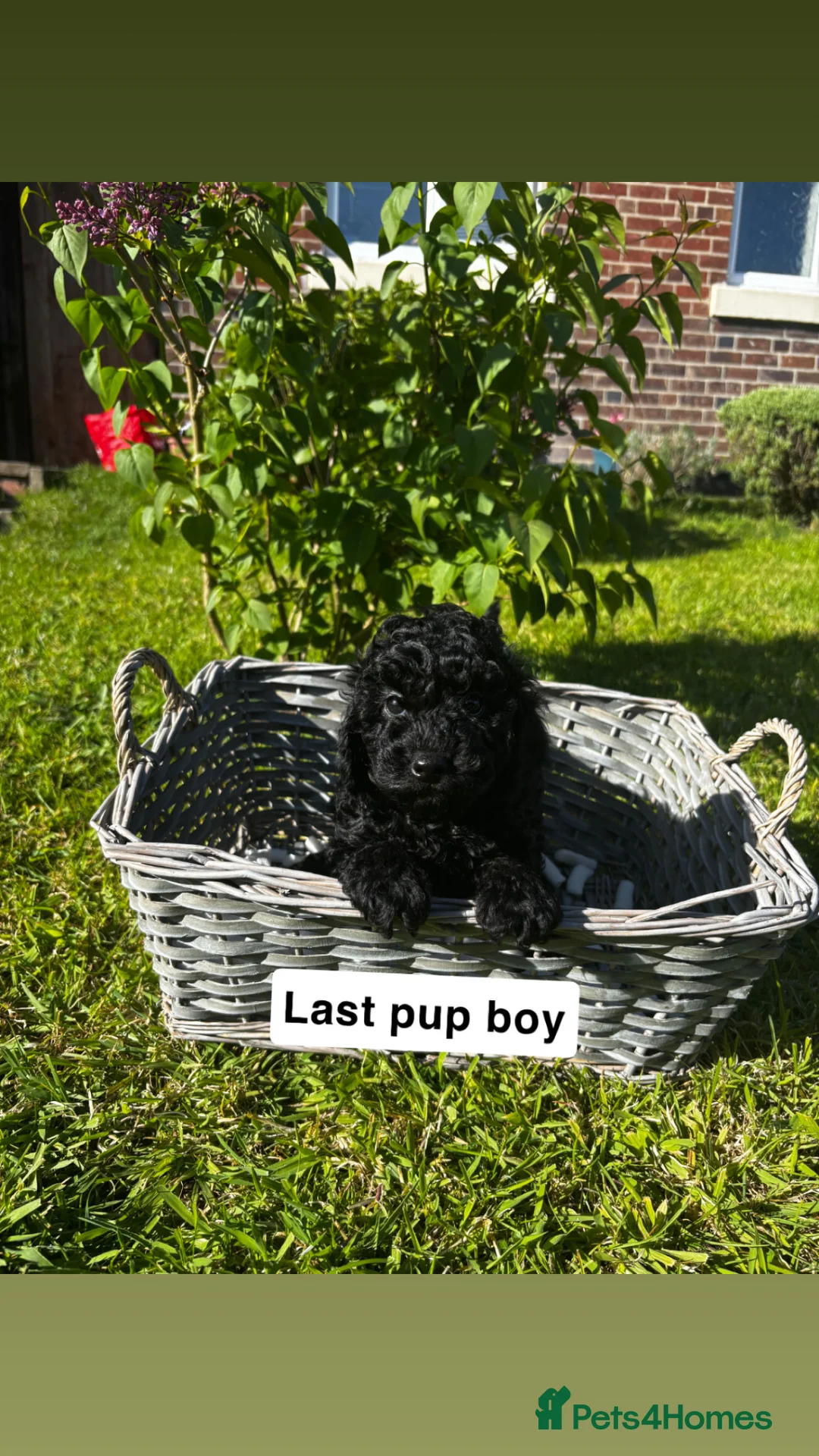 Toy Poodle dogs for sale: 4 Beautiful toy poodle puppies, black and red  - Advert 1