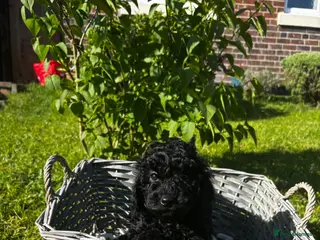 Toy Poodle dogs 4 Beautiful toy poodle puppies, black and red - Advert 5