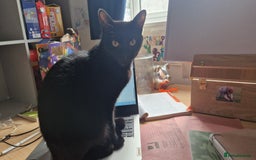 Mixed Breed cats for sale: Beautiful and loving female cat for loving home - Image 5