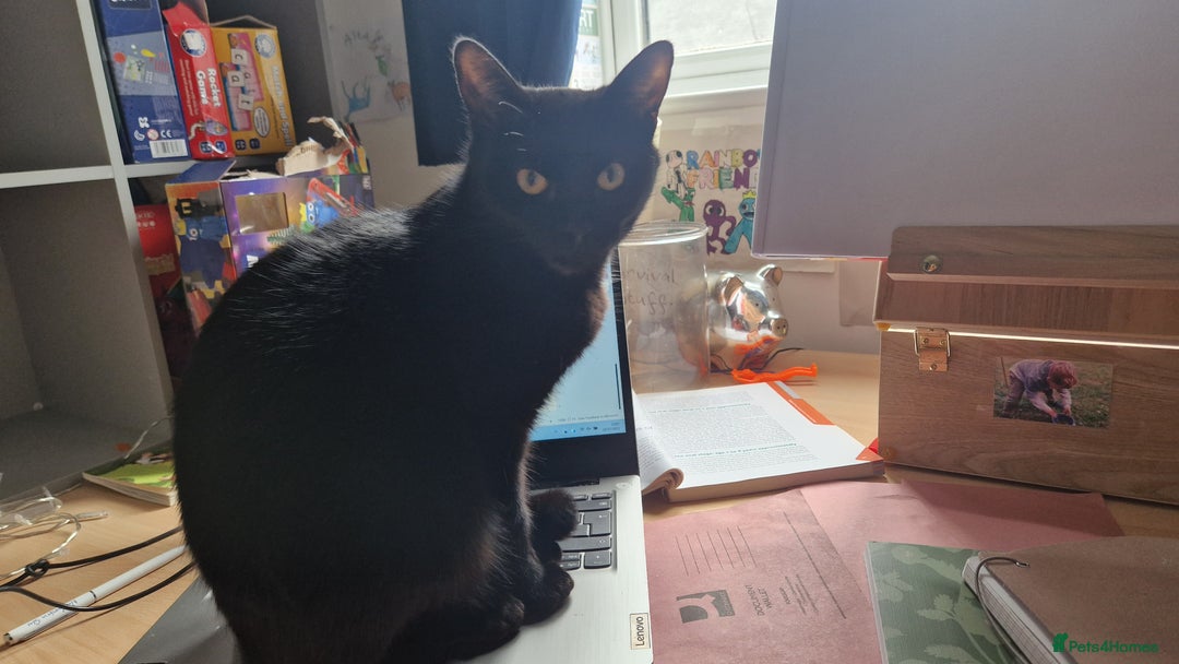 Mixed Breed cats for sale: Beautiful and loving female cat for loving home - Image 5