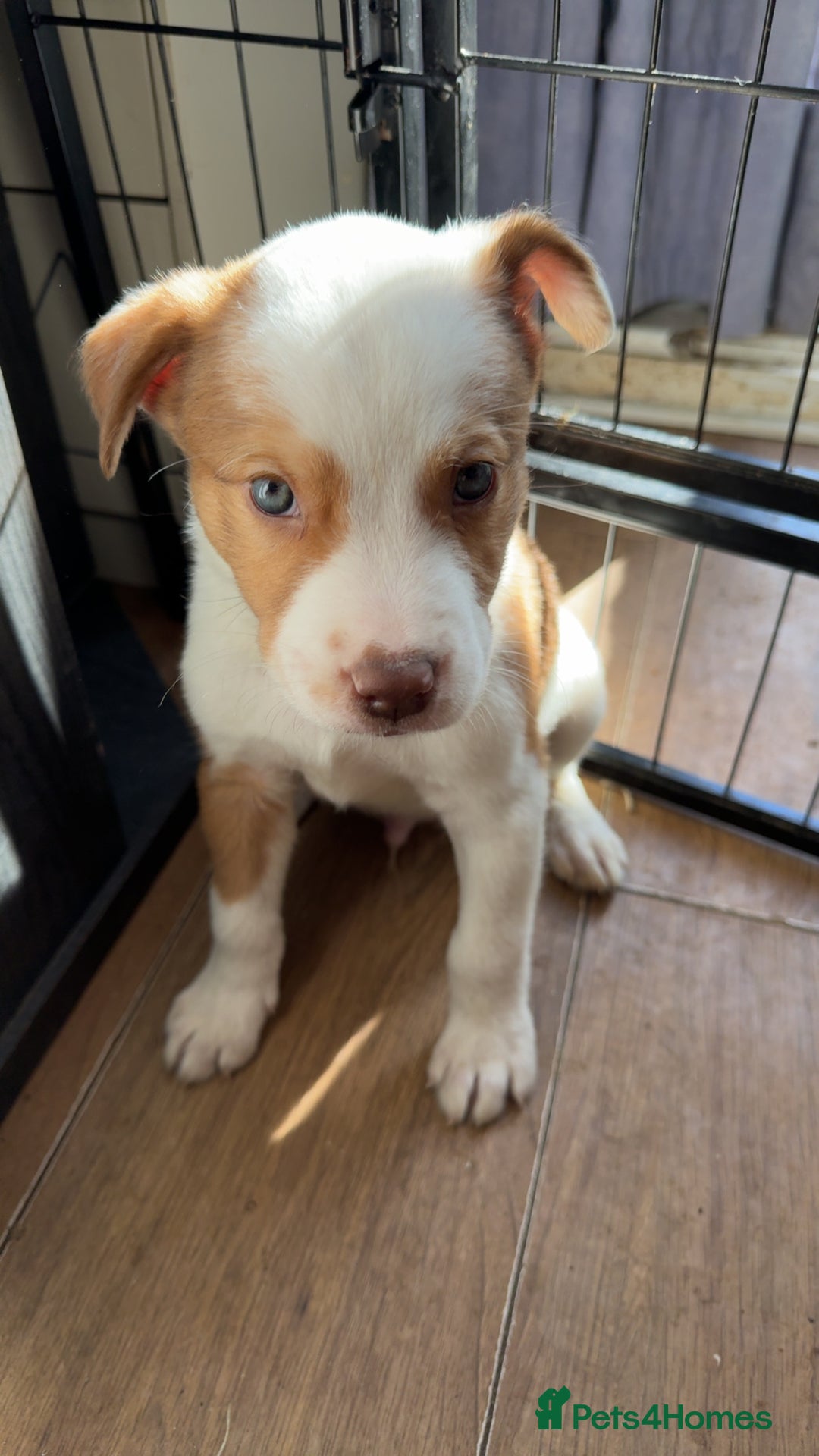 Mixed Breed dogs for sale: 1 puppy  - Advert 5