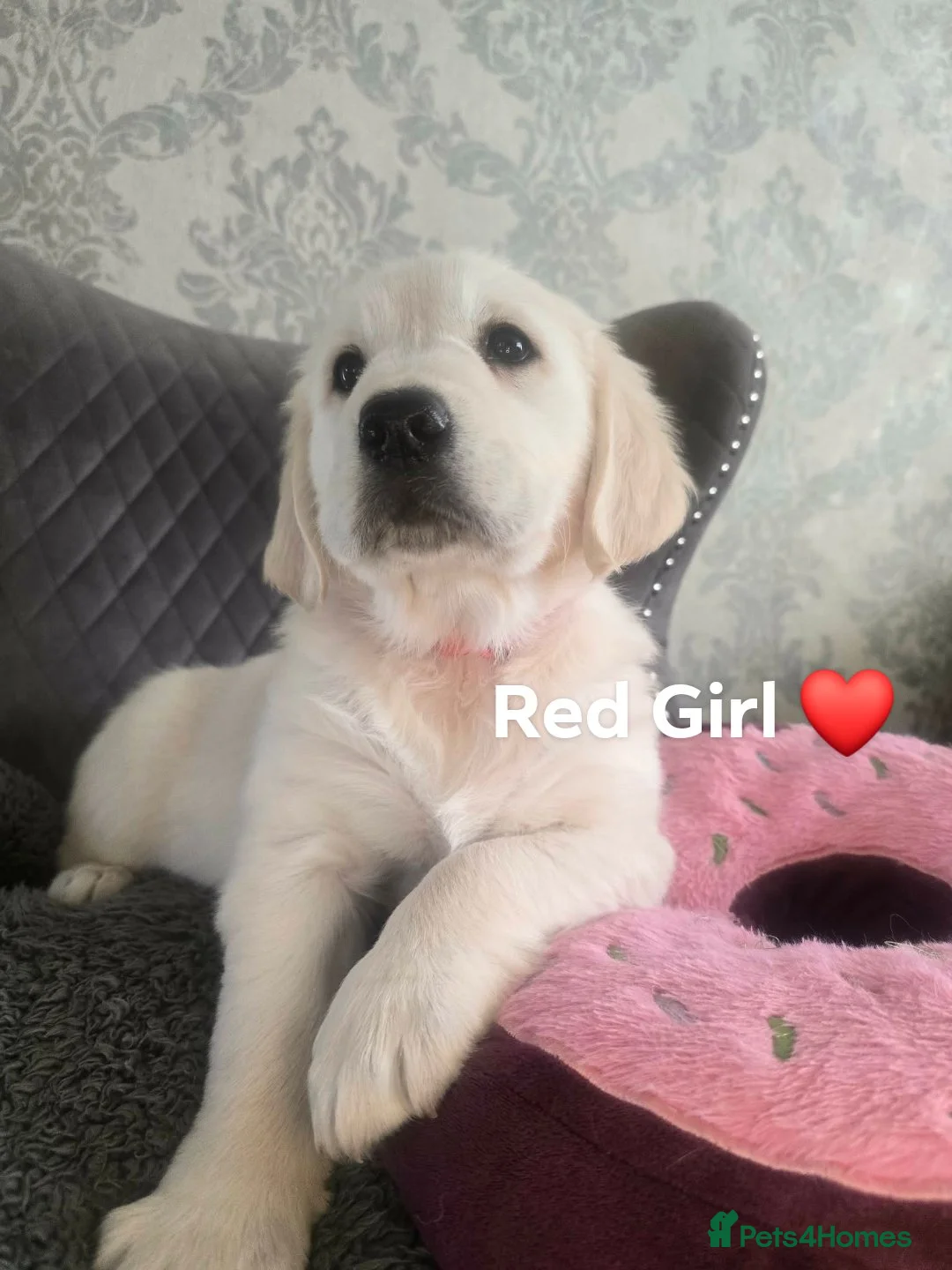Golden Retriever dogs for sale: Adorable Golden Retriever KC Reg Puppies for Sale - Advert 2