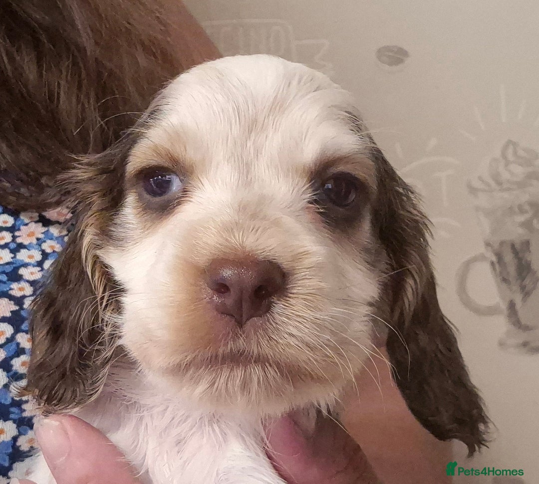 Cocker Spaniel dogs for sale: Beautiful Show Cocker Girl ready NOW  - Image 3
