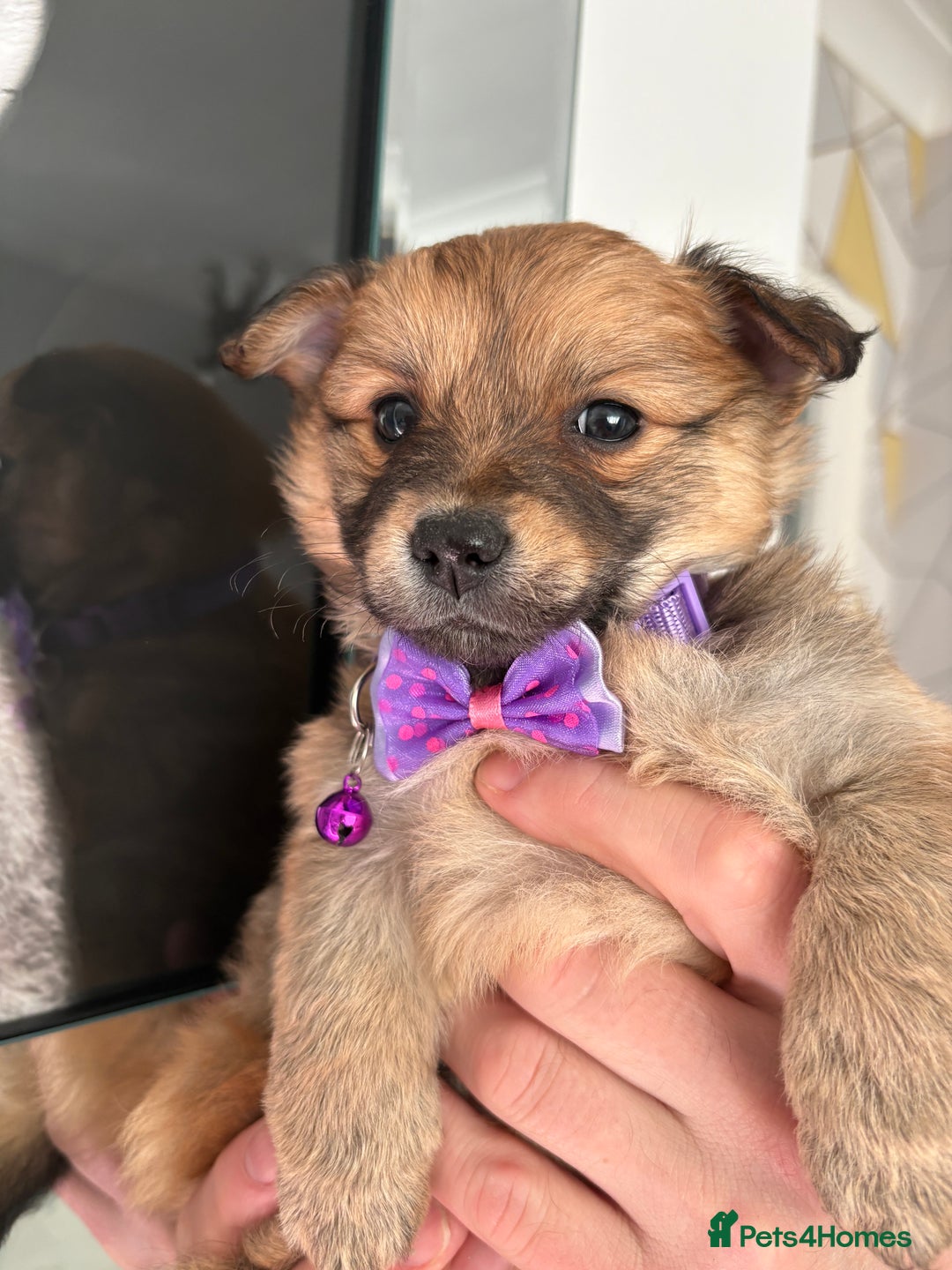 Mixed Breed dogs for sale: Italian volpino x deer head chihuahua puppies  - Advert 19