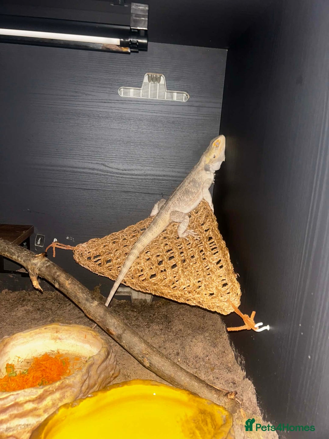 Bearded Dragon reptiles for sale: Female Bearded Dragon - Advert 6