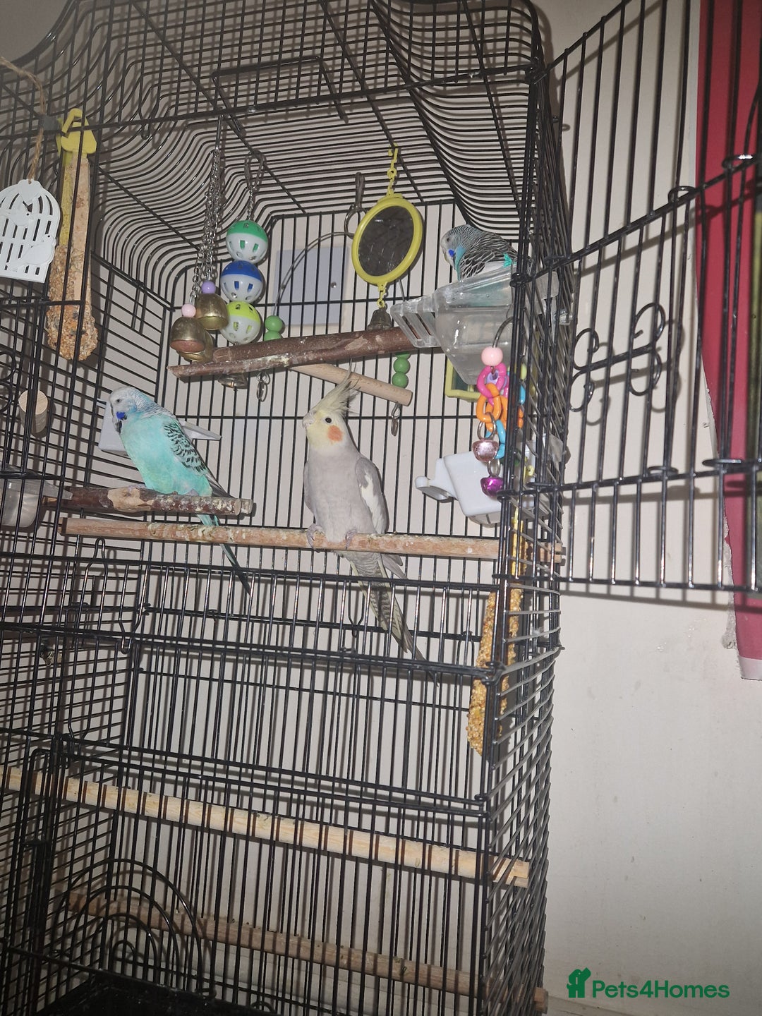 Cockatiels birds for sale: Beautiful cinnamon female cockatiel  - Advert 8