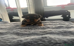 Jack Russell dogs for sale: Jack Russel puppies  - Image 6