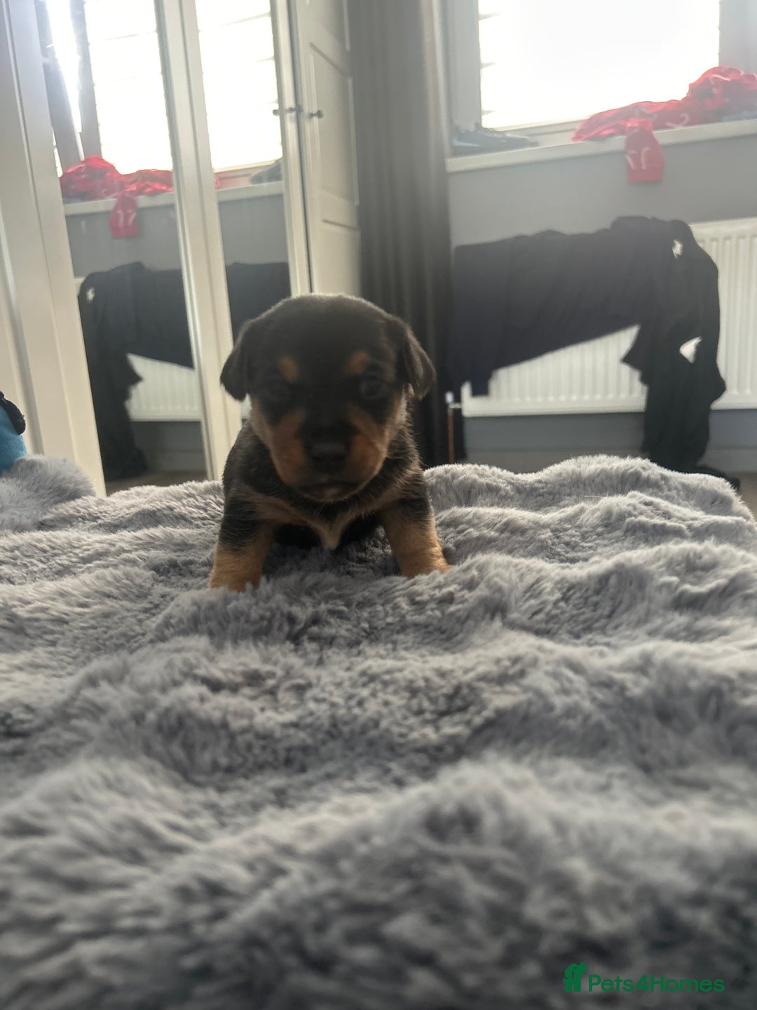 Jack Russell dogs for sale: Jack Russel puppies  - Image 6
