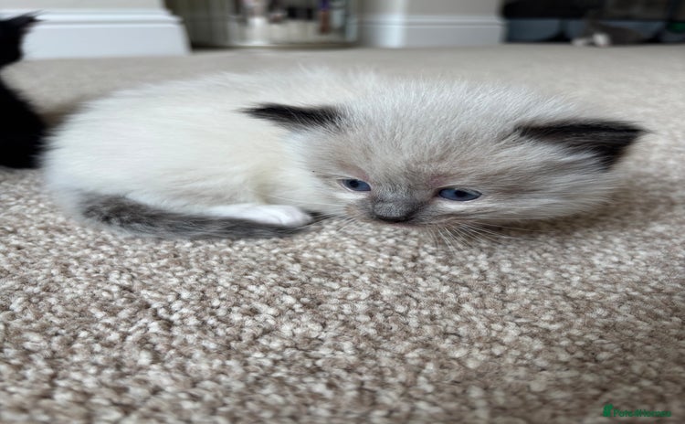 Ragdoll cats - Advert 8