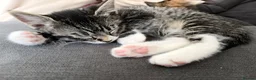 Mixed Breed cats for sale: Fluffy Kittens Available Now - Advert 12