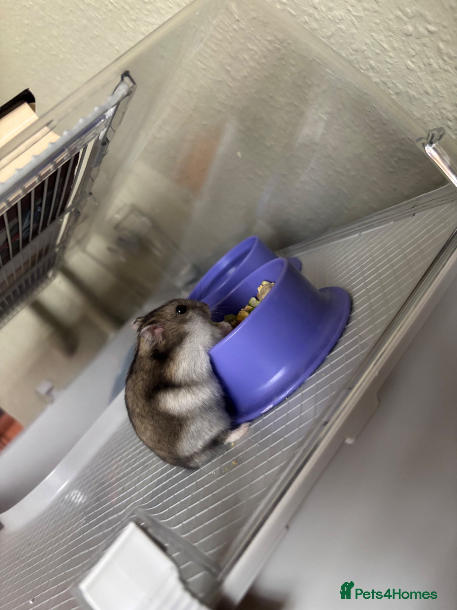 Hamster rodents Dwarf hamster - Advert 3