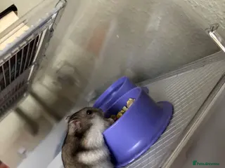 Hamster rodents Dwarf hamster - Advert 2