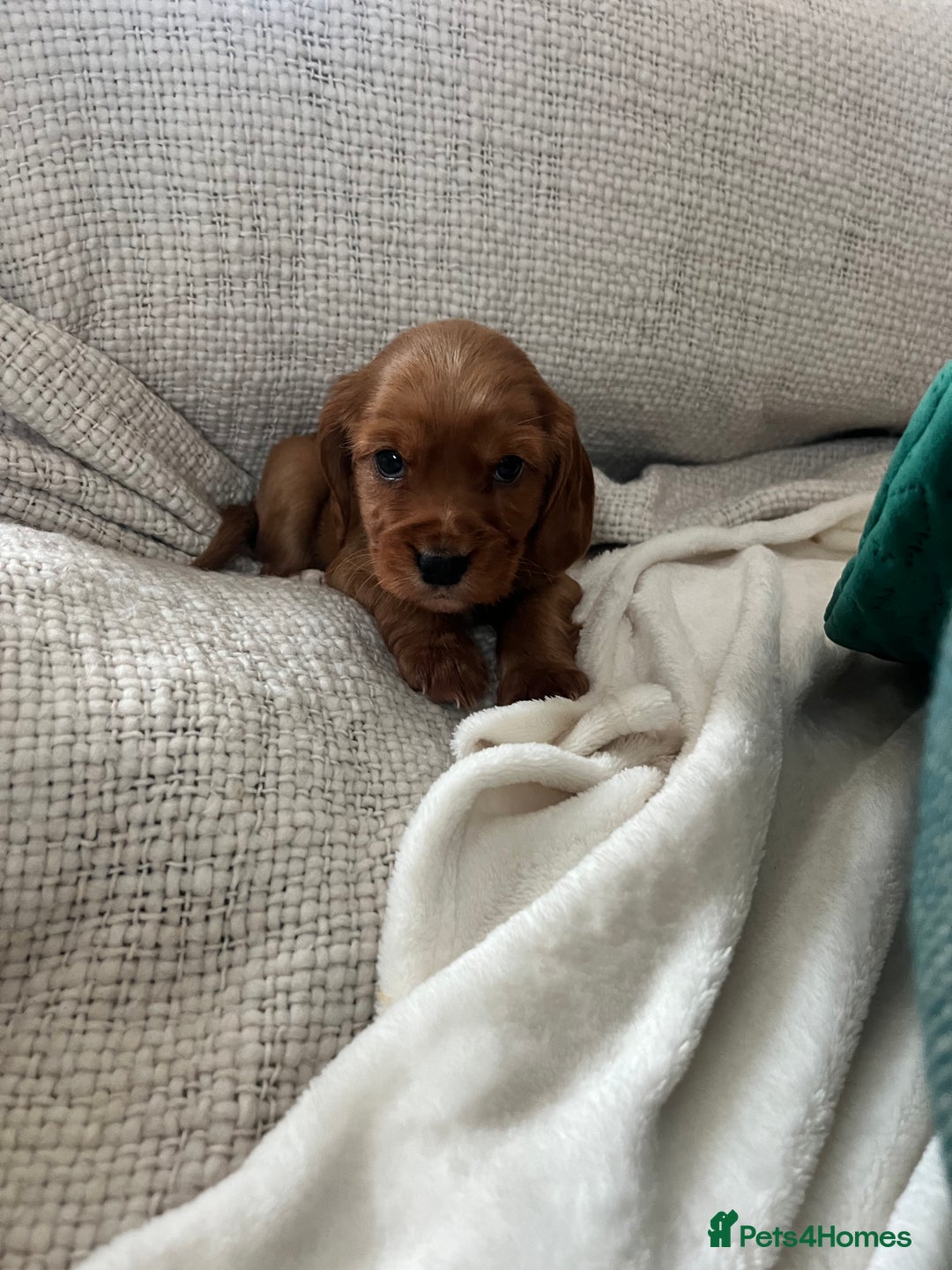 Cocker Spaniel dogs for sale: fox red cocker spaniels health tested  - Advert 5