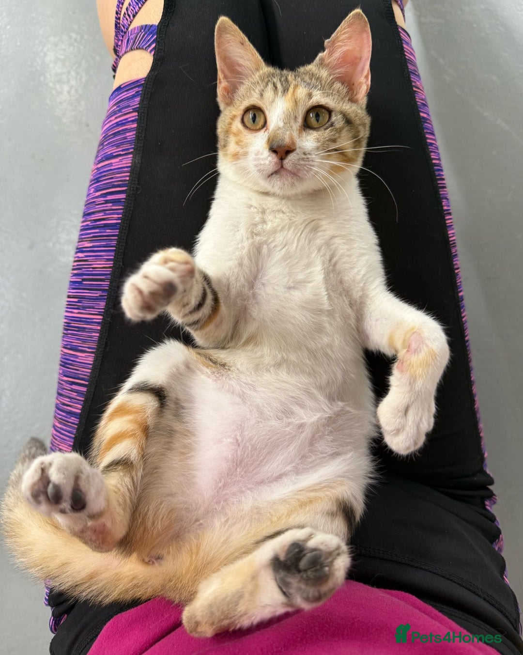 Mixed Breed cats for adoption: PUDDING -INTELLIGENT- CHEEKY GIRL THAT ENTERTAINS - Image 3