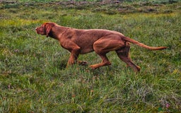 Hungarian Vizsla dogs for stud: Wirehaired Vizsla Dog at Stud - Image 2