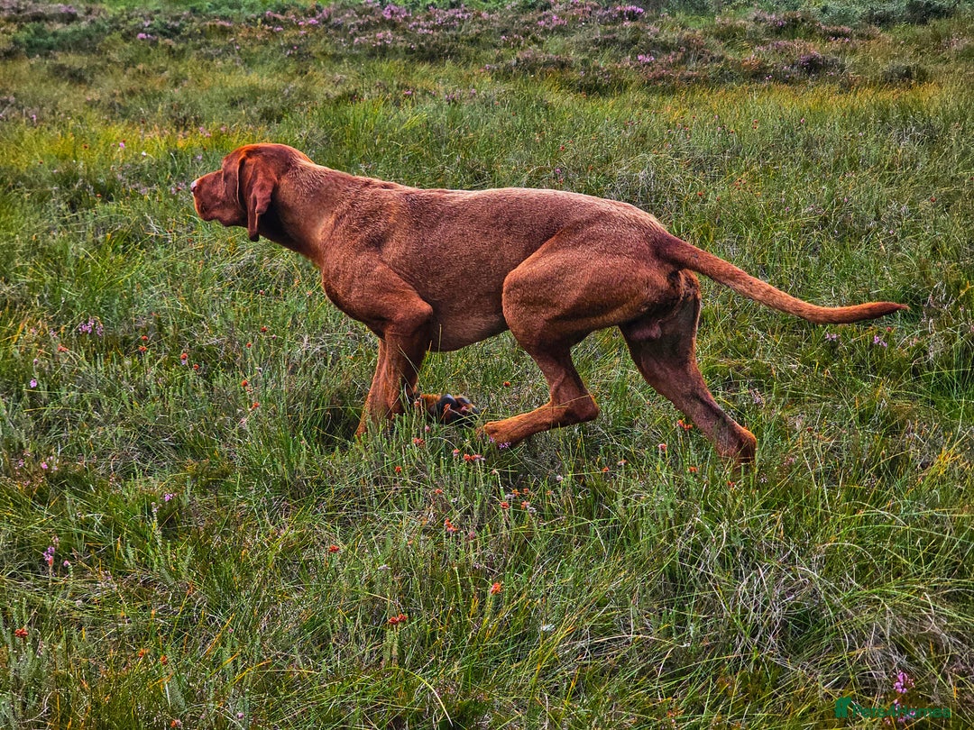 Hungarian Vizsla dogs for stud: Wirehaired Vizsla Dog at Stud - Image 2