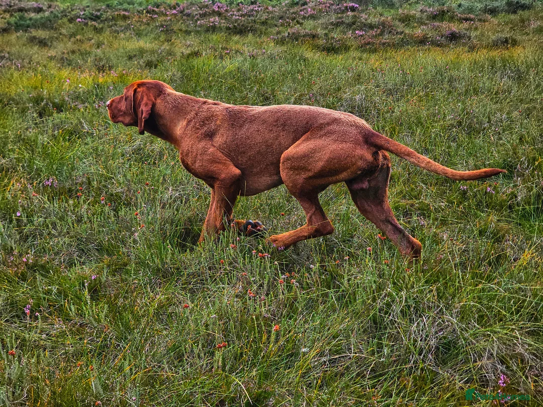 Hungarian Vizsla dogs for stud: Wirehaired Vizsla Dog at Stud - Advert 2