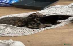 Domestic Shorthair cats for sale: 3 beautiful kittens  - Image 1