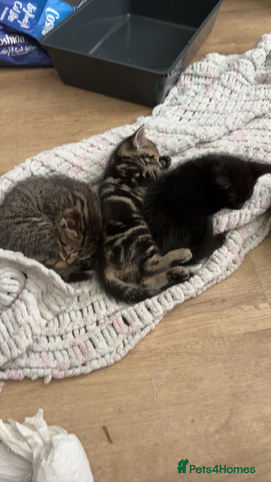 Domestic Shorthair cats for sale: 3 beautiful kittens  - Image 1