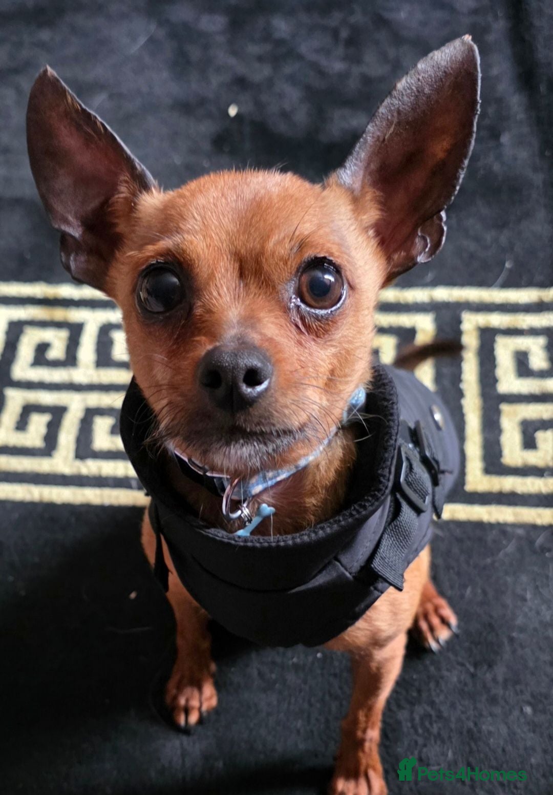 Chihuahua dogs Mini Milo the chihuahua  - Advert 1
