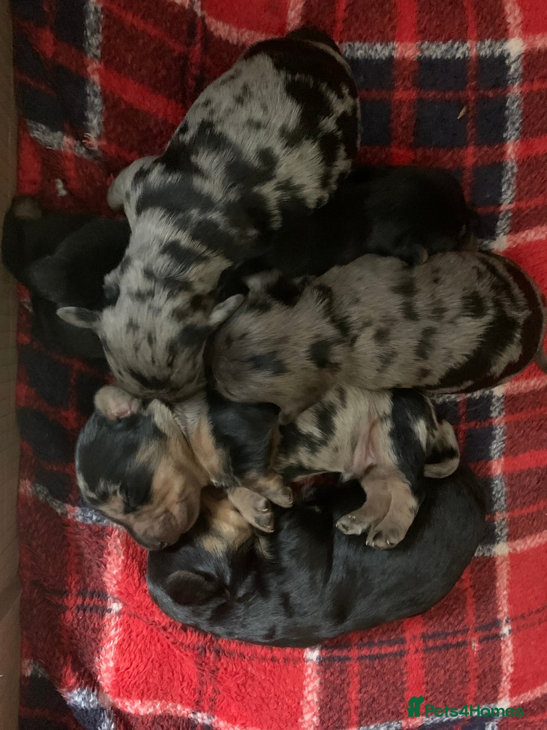 Dachshund dogs for stud: K.C reg. long hair dapple dachshund for STUD - Advert 11
