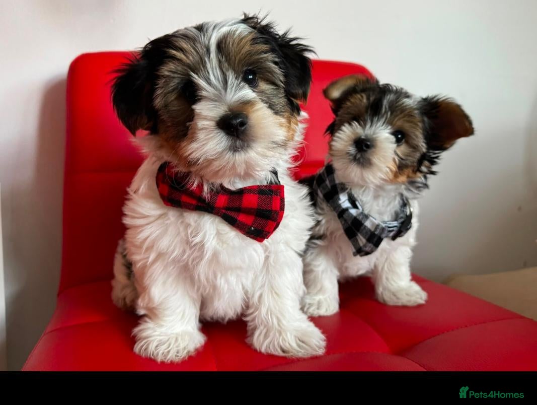 Biewer Terrier dogs Pure Biewer Terrier - Advert 1