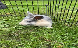 Rex rabbits for sale: Beautiful dwarf lop and mini rex babies  - Image 32
