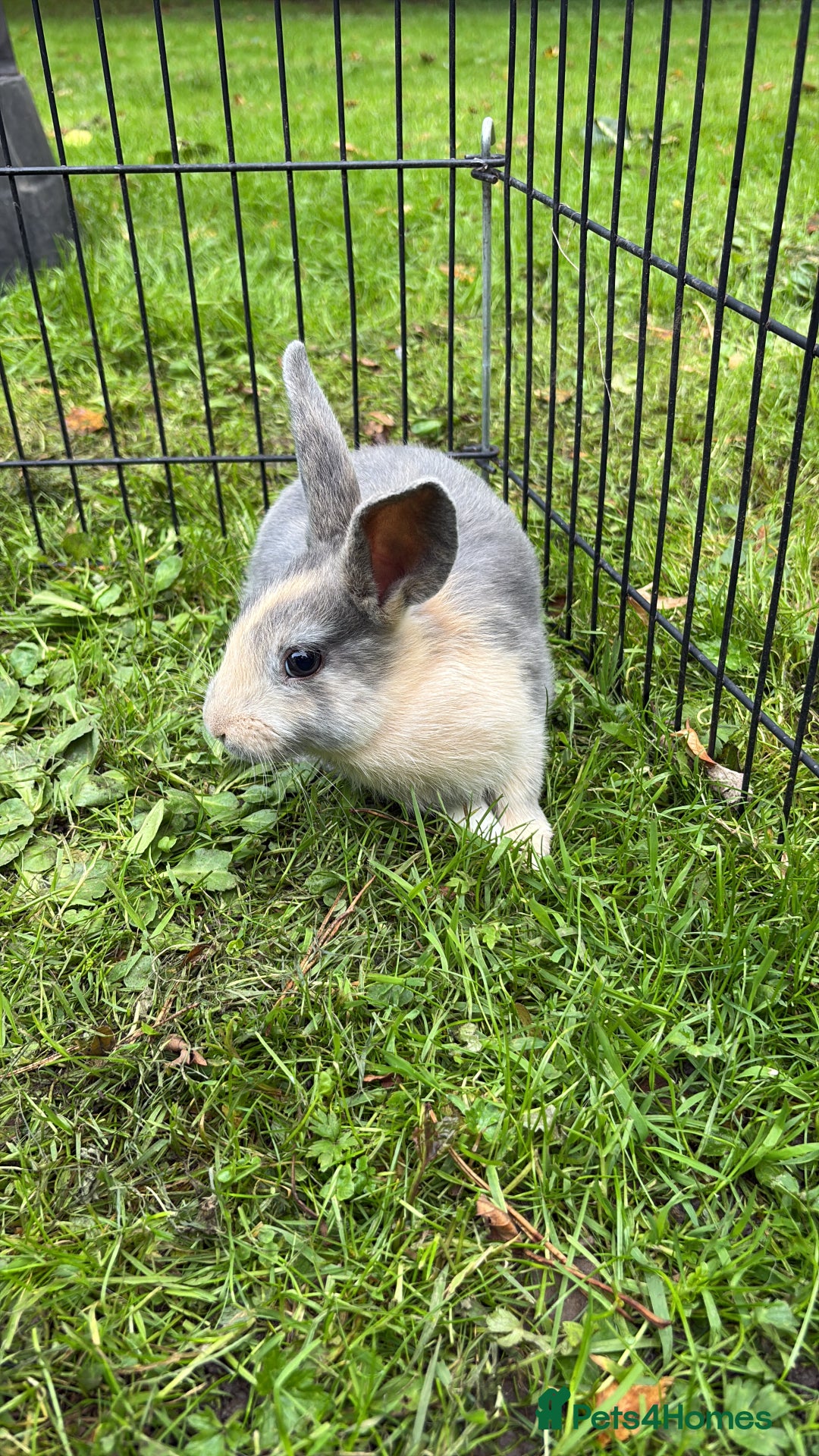 Rex rabbits for sale: Beautiful dwarf lop and mini rex babies  - Image 32
