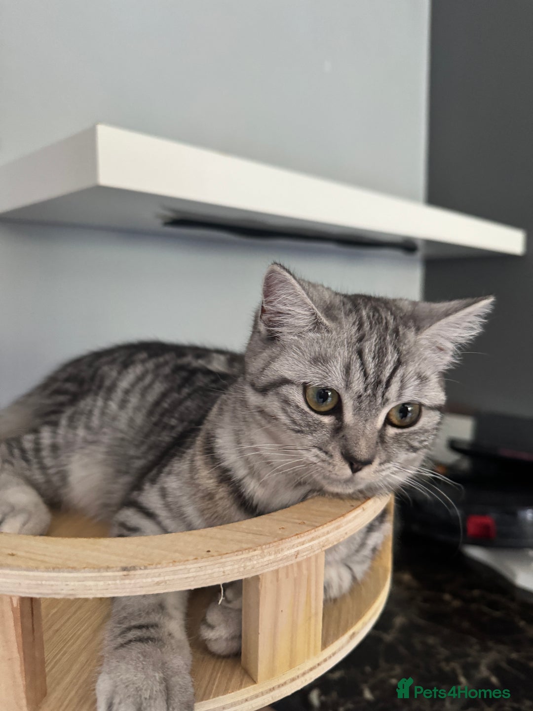 Scottish Fold cats for sale: Scottish Fold Kittens Ready for Permanent Homes ✨ - Image 11