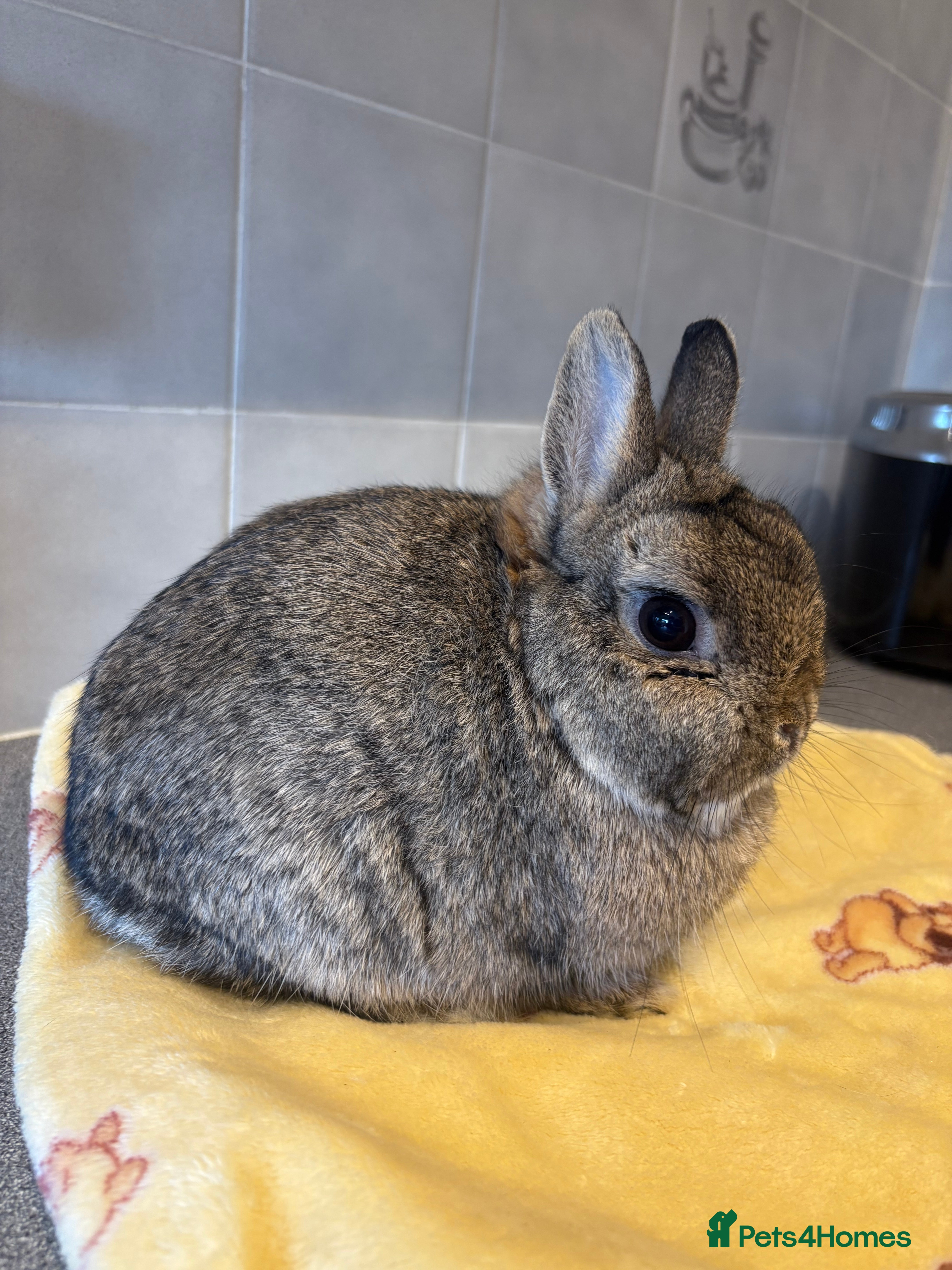 Netherland Dwarf rabbits Various rabbits, different breeds for sale!  - Advert 16