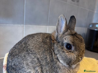 Netherland Dwarf rabbits Various rabbits, different breeds for sale! - Advert 6