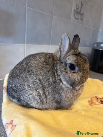 Netherland Dwarf rabbits Various rabbits, different breeds for sale! - Advert 3