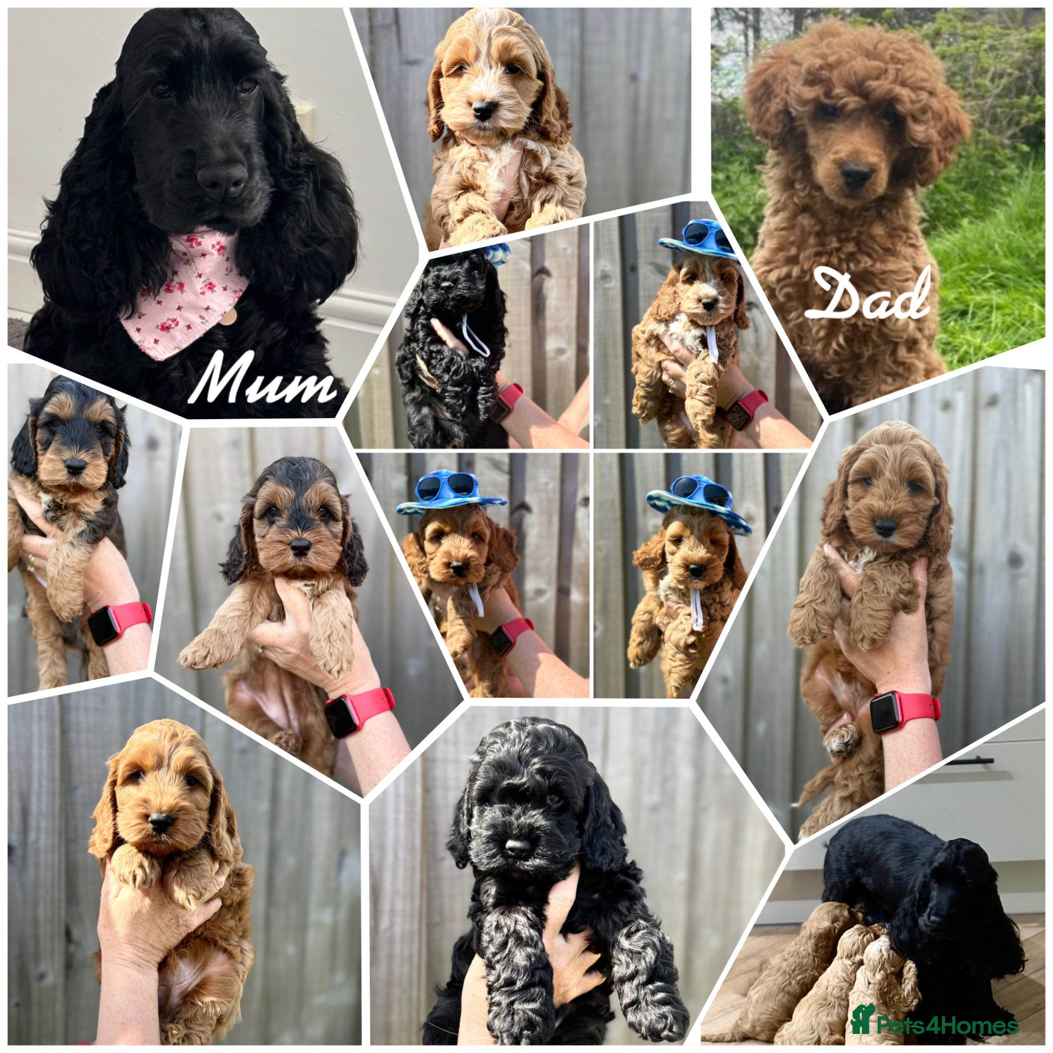 Cockapoo dogs F1 cockapoo puppies READY THIS SATURDAY  - Advert 4