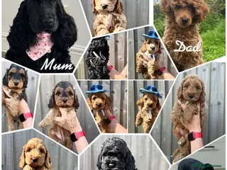 Cockapoo dogs F1 cockapoo puppies READY THIS SATURDAY - Advert 4