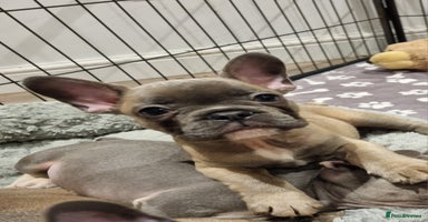 French Bulldog dogs - Advert 5