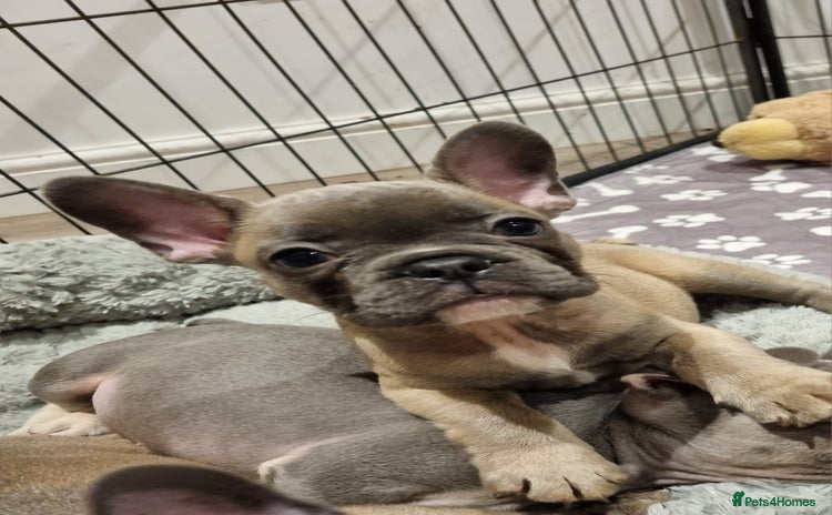 French Bulldog dogs - Advert 6