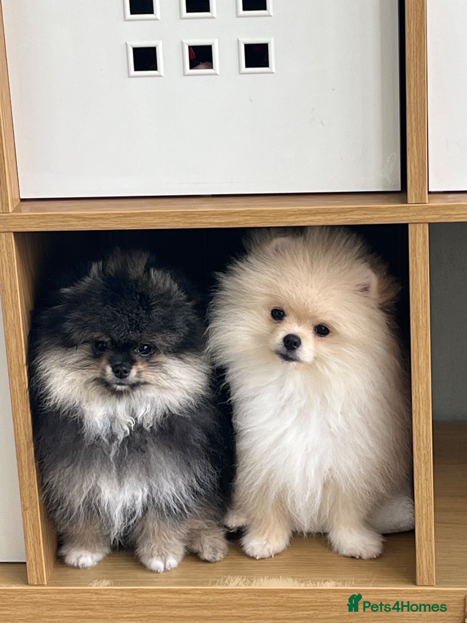 Pomeranian dogs Pom Puppies from Five Star breeder  - Advert 8