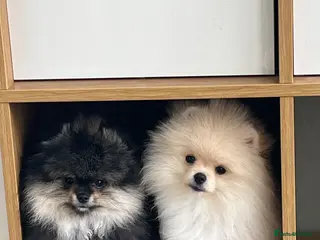 Pomeranian dogs Pom Puppies from Five Star breeder - Advert 8